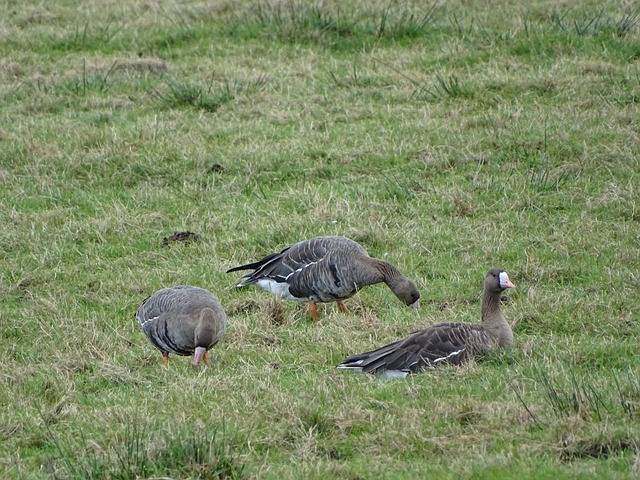雷速官网：阿森纳官方：贝尔塔担任球队体育总监.